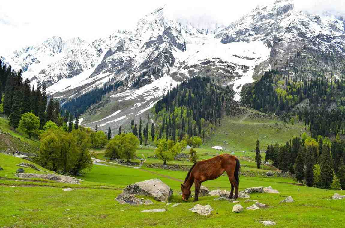 Kashmir India tour and travel packages by Buzzintrips